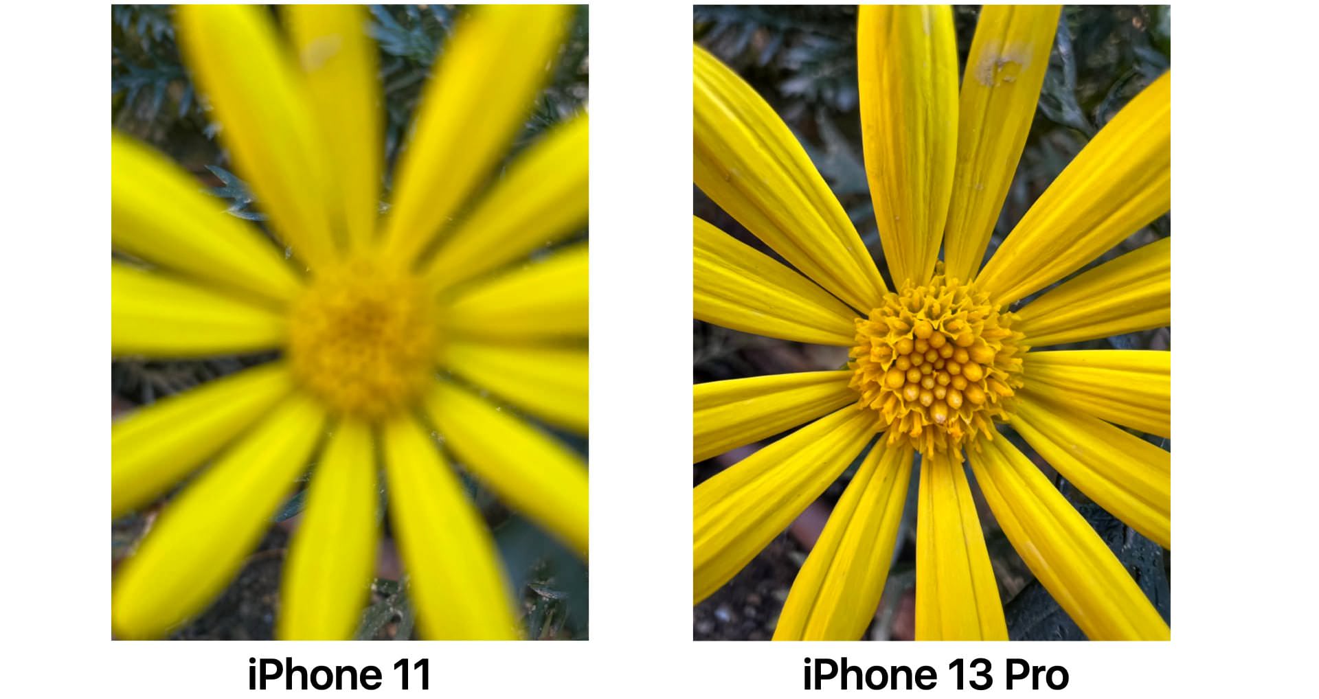 iPhone camera